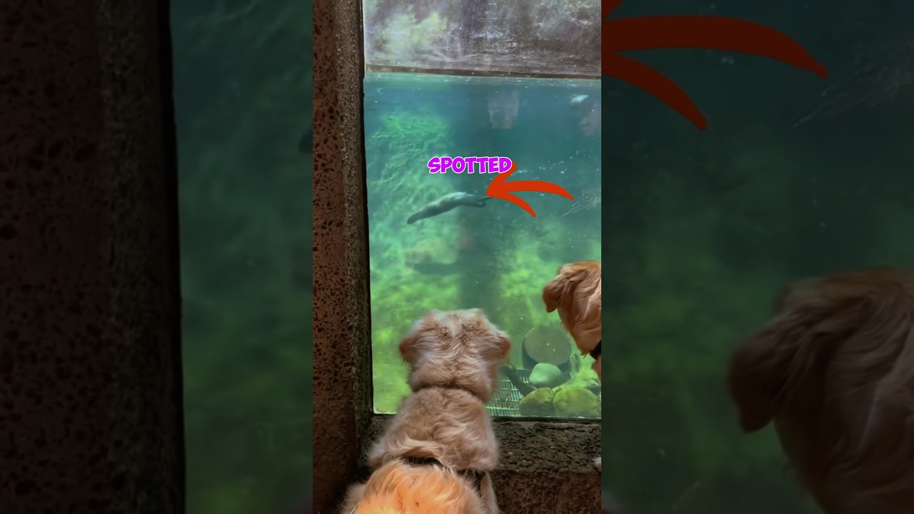 These Dogs Saw Otters And Wanted To Play With Them 