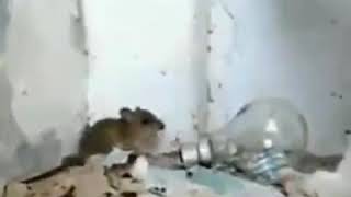 SALAH MASUK KAWASAN AKHIRNYA SI TIKUS JADI SASARAN AMUKAN SI KUCING