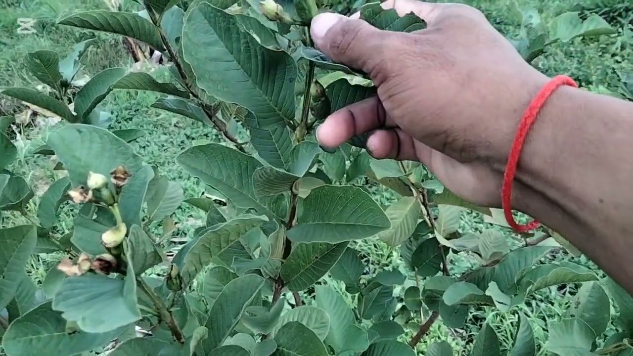 លទ្ធផលកាត់ត្រួយត្របែកចេញ