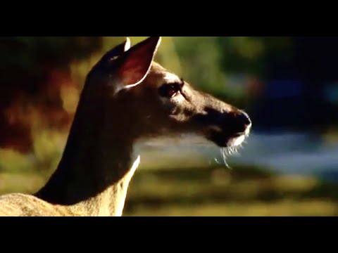Capturing Urban Bambi | Vets in the Wild West | BBC Earth