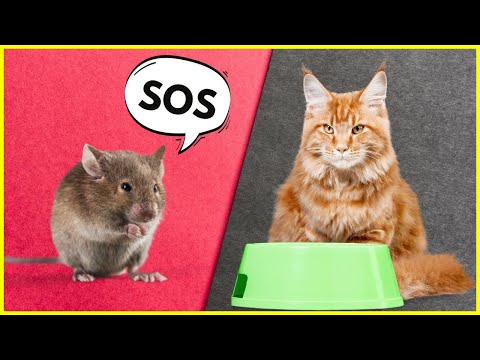 Video: Warum frisst meine Katze Mäuse?