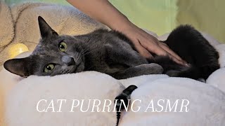 고양이 빗질&골골송(자막있음) |CAT | PURRING | BRUSHING | ASMR