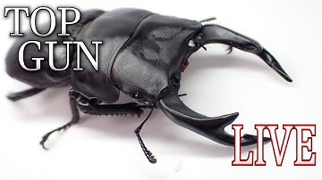 スマトラ・ツシマヒラタ・ヒメオオ入れ替えなど