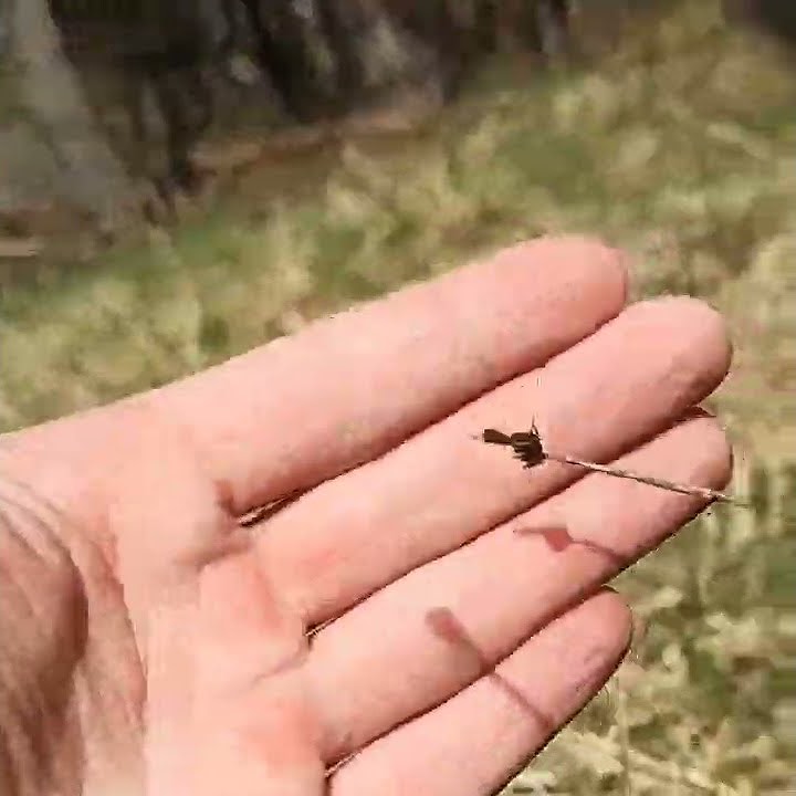 Erkės #Lietuva #Erkės