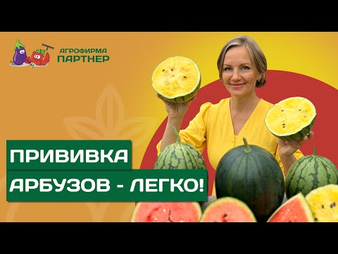 ПРИВИВАЕМ АРБУЗЫ НА ЛАГЕНАРИЮ ДЛЯ ПОЛУЧЕНИЯ УРОЖАЯ В ПОДМОСКОВЬЕ И ДРУГИХ РЕГИОНАХ