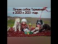 ЛУЧШИЕ собаки ТУРКМЕНИИ  2020 - 2021 года.
