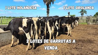 2 Lotes De Garrotas a Venda Gado Holandes e Girolanda