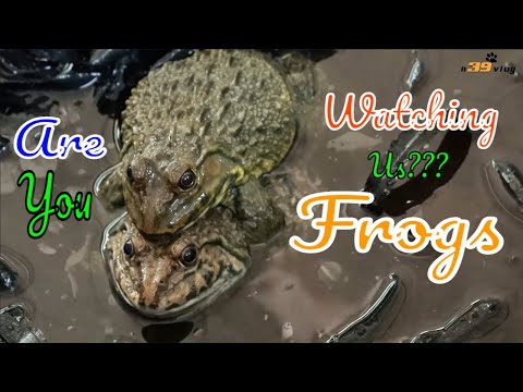 Video LIVE DICTIONARY - 4K Animal Footage ~ FROG | CON ẾCH |... - youtube