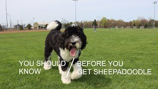 THE SHEEPADOODLE WE KNOW - ESSENTIAL TIPS AND TRICKS FOR PROSPECTIVE OWNERS by Milo the Sheepadoodle 136 views 1 year ago 2 minutes, 56 seconds