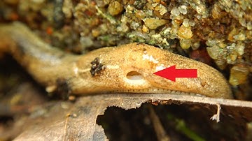 Snail Without Shell | Amazing Snail