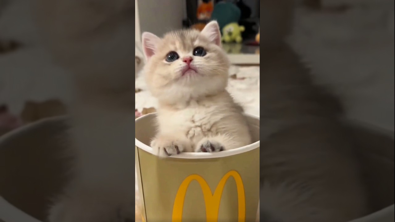 FUNNY FARM ANIMALS, Animal Sounds, Cute Animals 