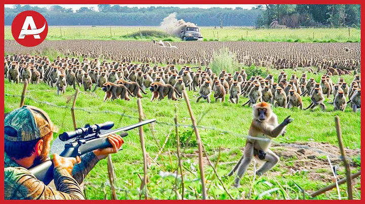How Do American Farmers Battle Rebellious Creatures: Deal With Million Of Baboons By Guns And Traps