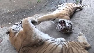 じゃれあうアムールトラ　タツオとアイ~Amur Tiger