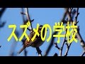雀の学校(スズメの学校)の先生と生徒たち