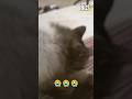 jutaan orang terharu melihat kucing ini #cat #cats