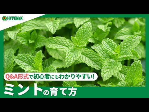 91 ミントの育て方 鉢植えと地植え どちらが良い 肥料などの日々の管理 剪定方法や収穫方法などご紹介 Plantiaq A 植物の情報 育て方をq A形式でご紹介 Youtube