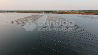 Drone aerial flight over oyster cages stock video. Canadian fisheries. Darnley Basin, PEI, Canada 4K