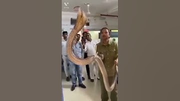 Brave women!! A firefighter catches a large cobra in a record room at LIC