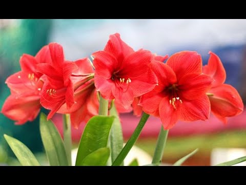 Video: Variedades de bulbos sudafricanos: cultivo de bulbos florales sudafricanos