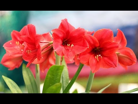 Video: Trasplante De Hippeastrum: ¿cómo Trasplantar Correctamente Hippeastrum En Casa? ¿Cuándo Se Puede Trasplantar En Primavera?