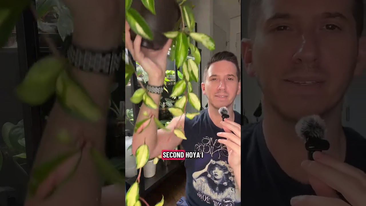 Hoya Krimson Princess = Low Effort, High Beauty 