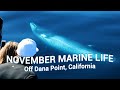 WHALES & DOLPHINS You Could See in NOVEMBER off Dana Point, CA 🐳🐬