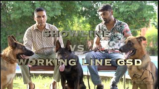 German Shepherd : Show Line V/S Working Line | Which Is Better Guard Dog ? @Mypetsindia