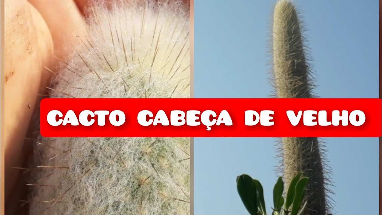 CACTO Cabeça de Velho - Dois mts e Meio, Cephalocereus Senilis - thptnganamst.edu.vn