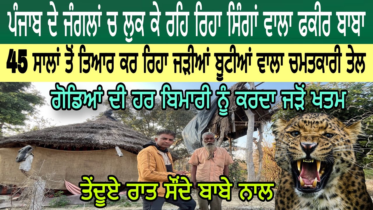ਪੰਜਾਬ ਦੇ ਜੰਗਲਾਂ ਚ ਲੁਕ ਕੇ ਰਹਿ ਰਿਹਾ ਸਿੰਗਾਂ ਵਾਲਾ ਫਕੀਰ ਬਾਬਾ | ਗੋਡਿਆਂ ਦੀ ਹਰ ਬਿਮਾਰੀ ਨੂੰ ਕਰਦਾ ਜੜੋਂ ਖਤਮ