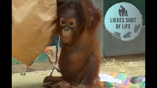 ORANG UTAN BABY MINGGU LOVES TO PLAY WITH BIG PAPER