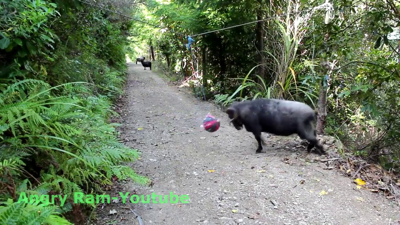 Ram head-butting a tetherball