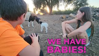 We have Babies | Dorper Lambs | California Homestead | Raising Sheep | ronnyandbrettany