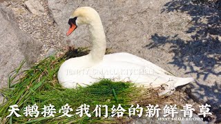 天鹅接受我们给的新鲜青草，第1部分/The swan accepted the fresh grass we gave ，part 1