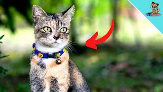 THAT Is Why Cat Collars Are Dangerous! (NEVER use)