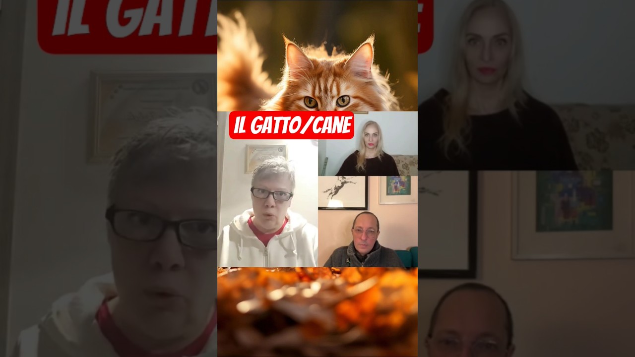 Если вы хотите собаку... заведите мейн-куна.