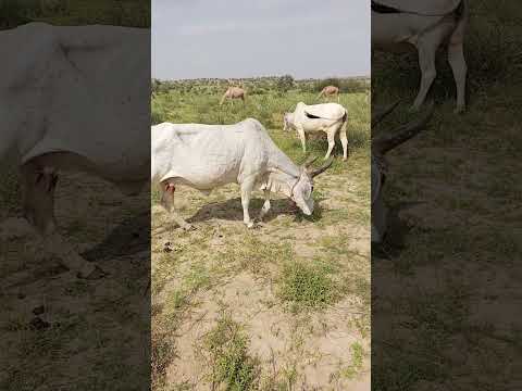 بقرة تأكل العشب في الغابة