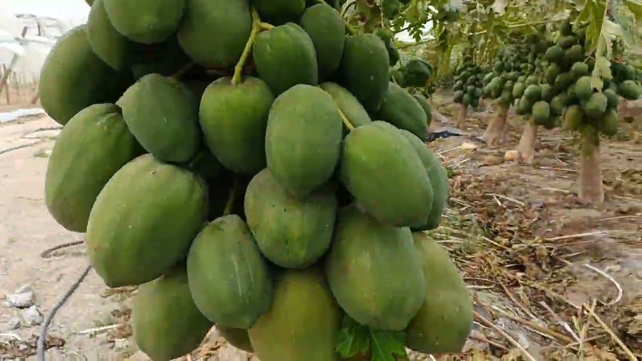 بابايا ريد ليدي محصول مربح وسريع النمو