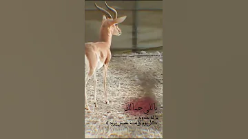 ما منك اثنين ياللي جمالك ماله حدود الوليد ال عامر و محمد ال دلبج 