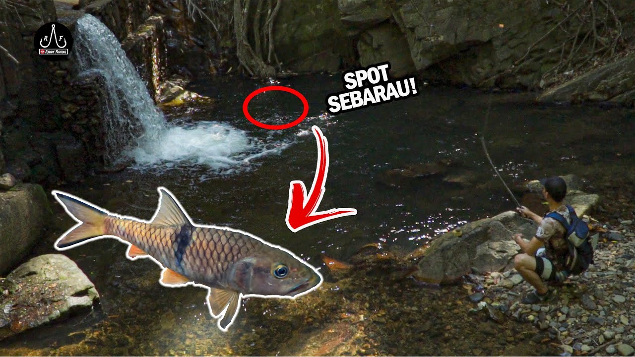 Casting SEBARAU At Bukit Wang Kedah | UPSTREAM FISHING | - EP93