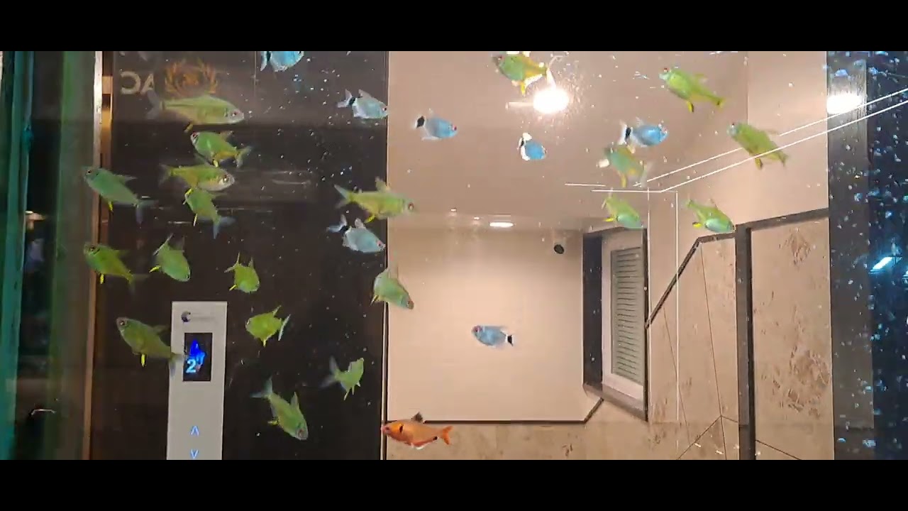 Transparent Fish Aquarium in Kamadhenu Veg Restaurant
