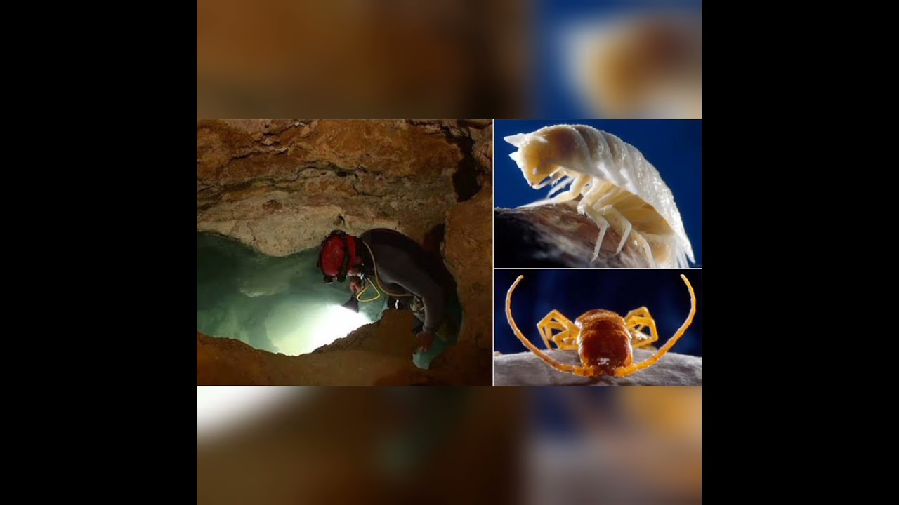 Movile Cave⚡Bhoomiyilee randaamathe Ecosystem 🌎