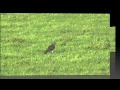 Sparrowhawk v Crows v Buzzard