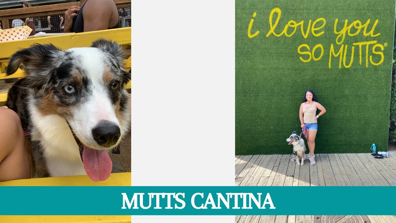 IVY'S GOTCHA DAY! MUTTS CANTINA UPTOWN DALLAS YouTube