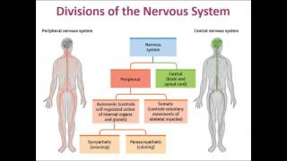 Exploring Psych Ch 2 Divisions of the nervous system