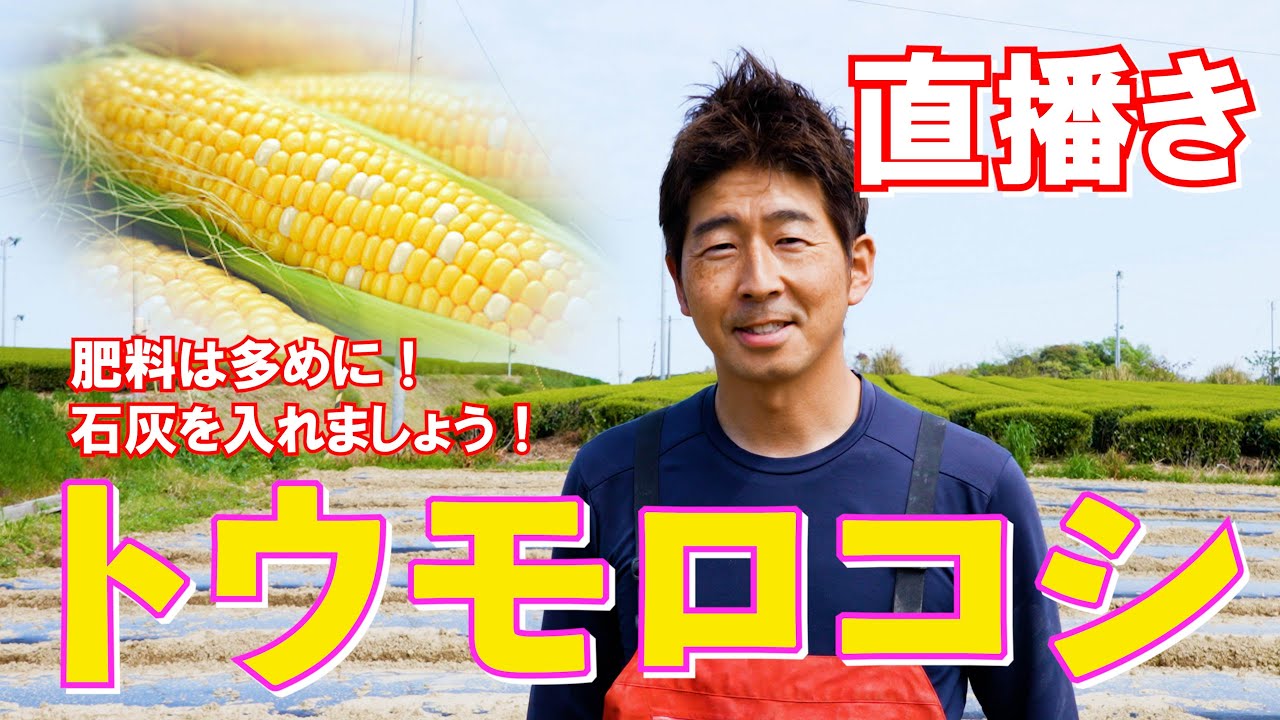 【トウモロコシ】農家が教えるトウモロコシの直播きで大切な15のこと