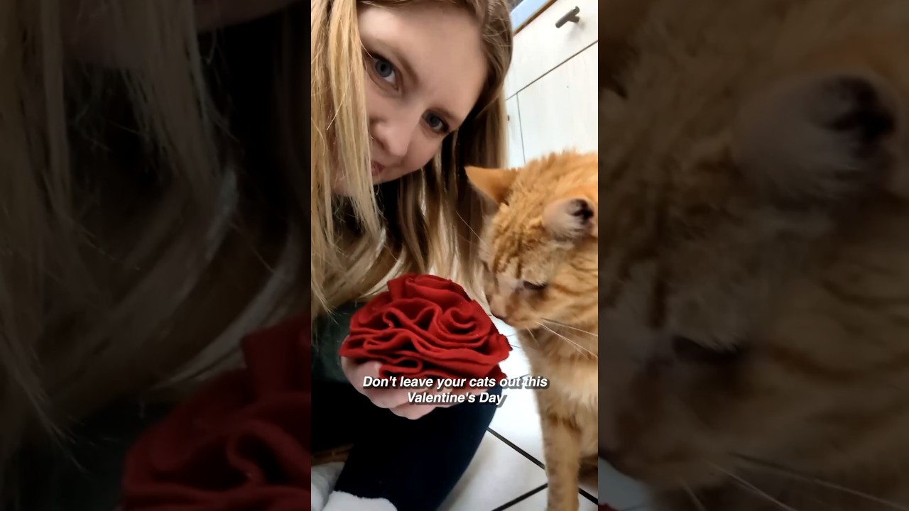 DIY rose snuffle toy for cats! #catlover #catdiy #cats #catparents #valentinesday - YouTube DIY rose snuffle toy for cats! #catlover #catdiy #cats #catparents #valentinesday - YouTube