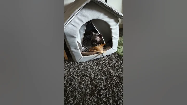 Video 9132171: sphynx kittens pets, sphynx baby kitten, pretty pets