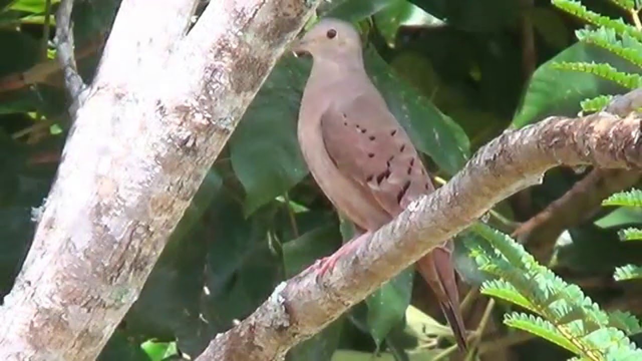 Rolinha-roxa, Columbina talpacoti, Ruddy Ground-Dove, Vida no campo
