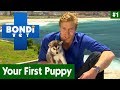 🐶 Your First Puppy With Dr Chris Brown | EP01