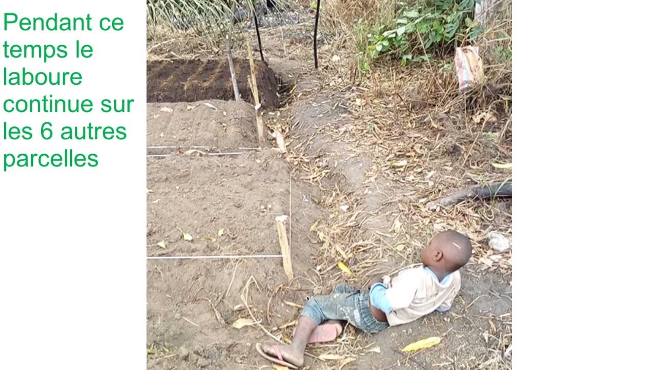 Phase Expérimentale : Pépinière et confection de planches